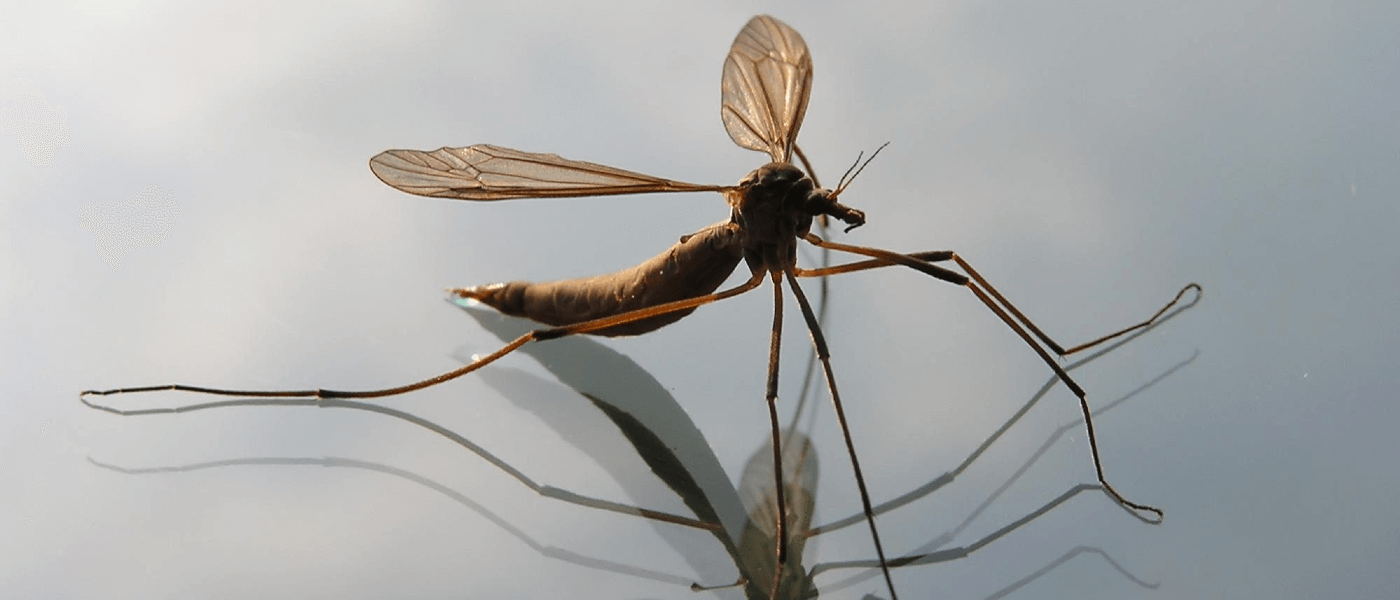 why-are-mosquitoes-attracted-to-me-wordlesstech